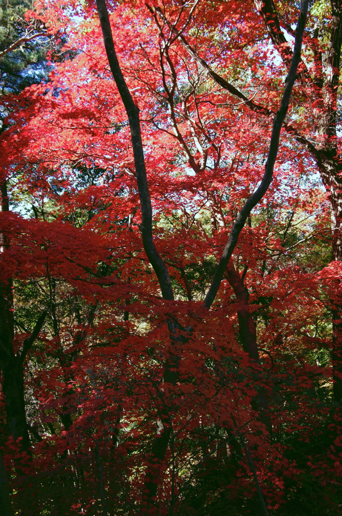 紅葉