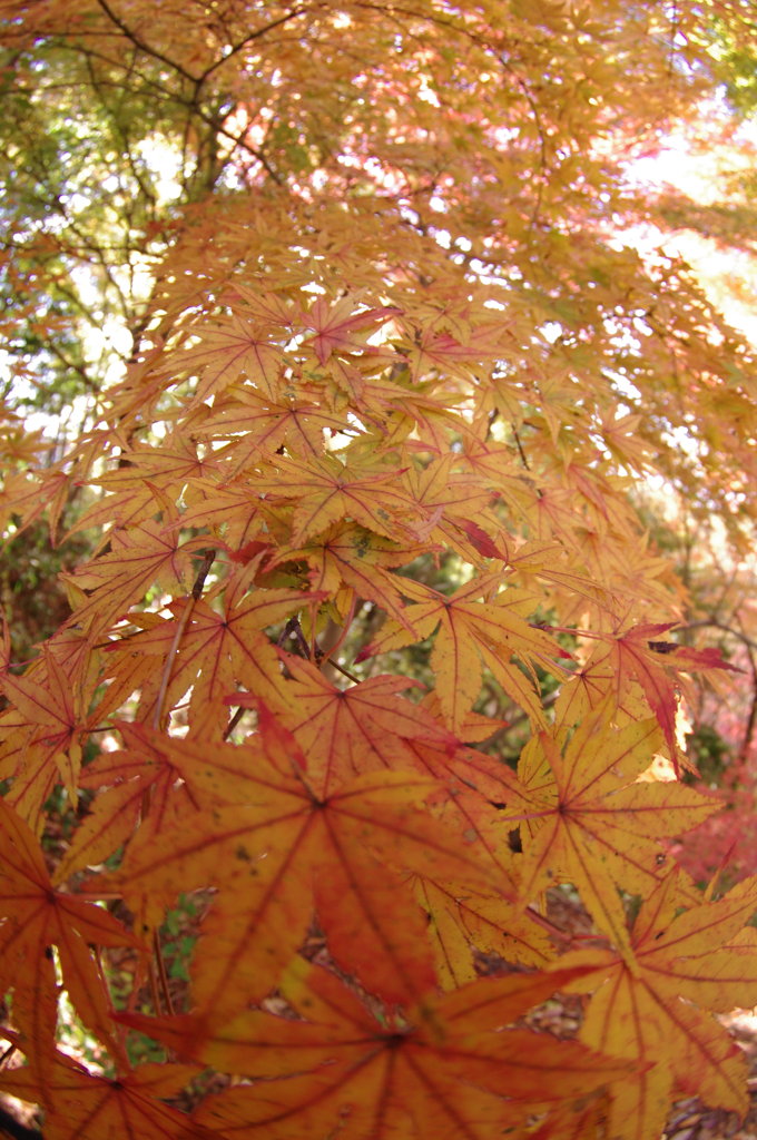 紅葉の塔