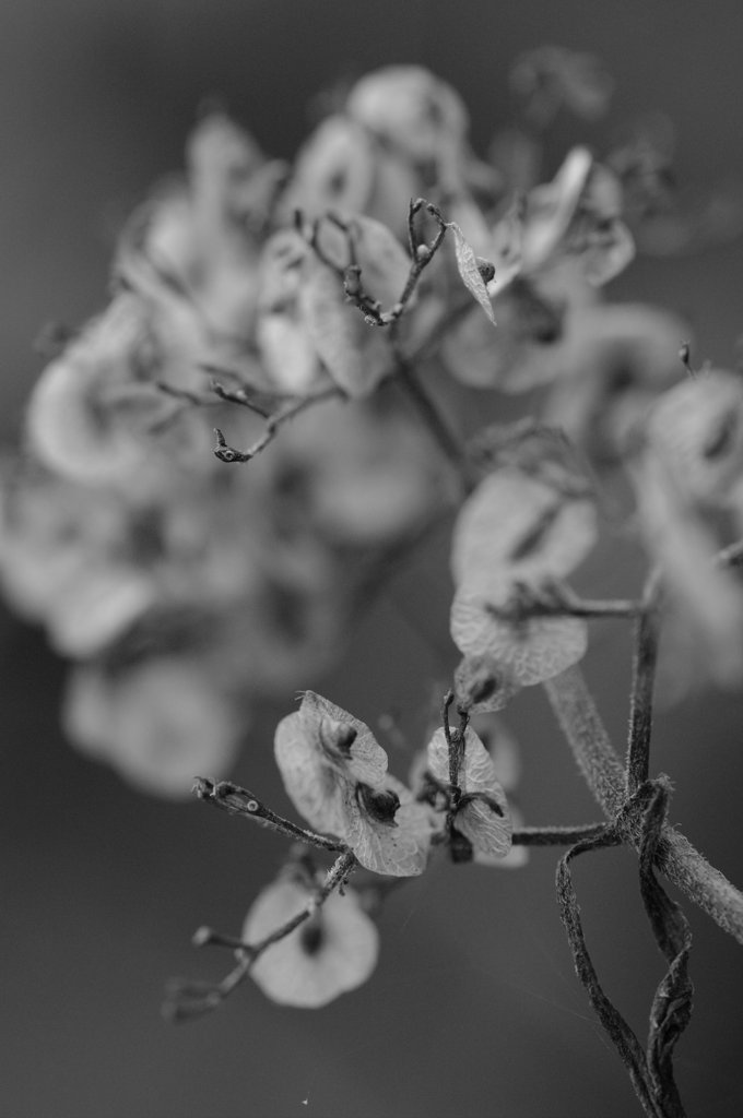 枯花
