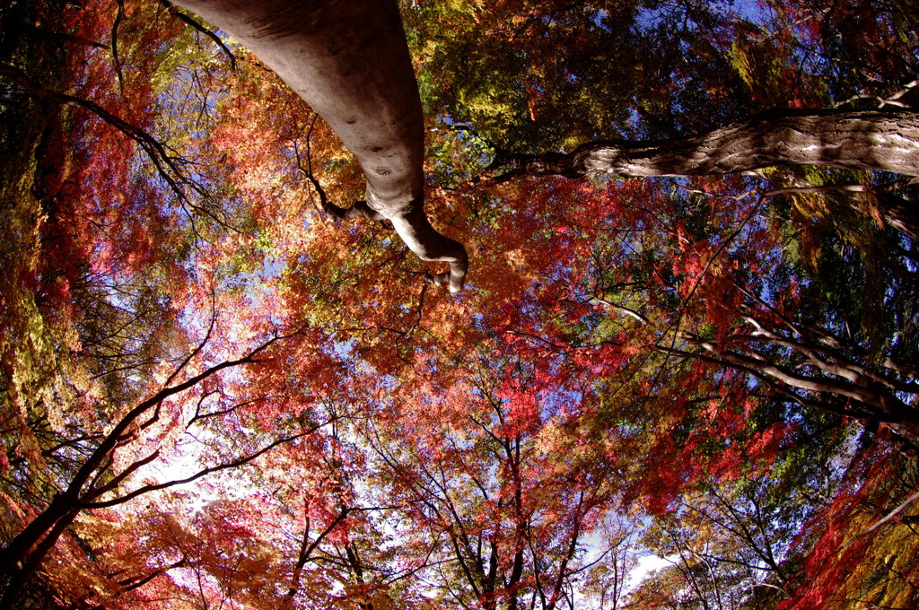 満天の紅葉