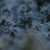 霜の花