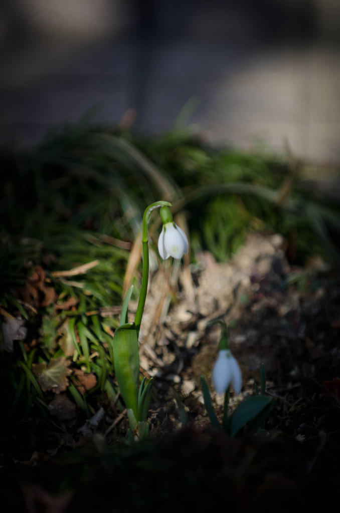 The flower which blooms quietly