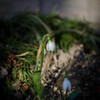 The flower which blooms quietly