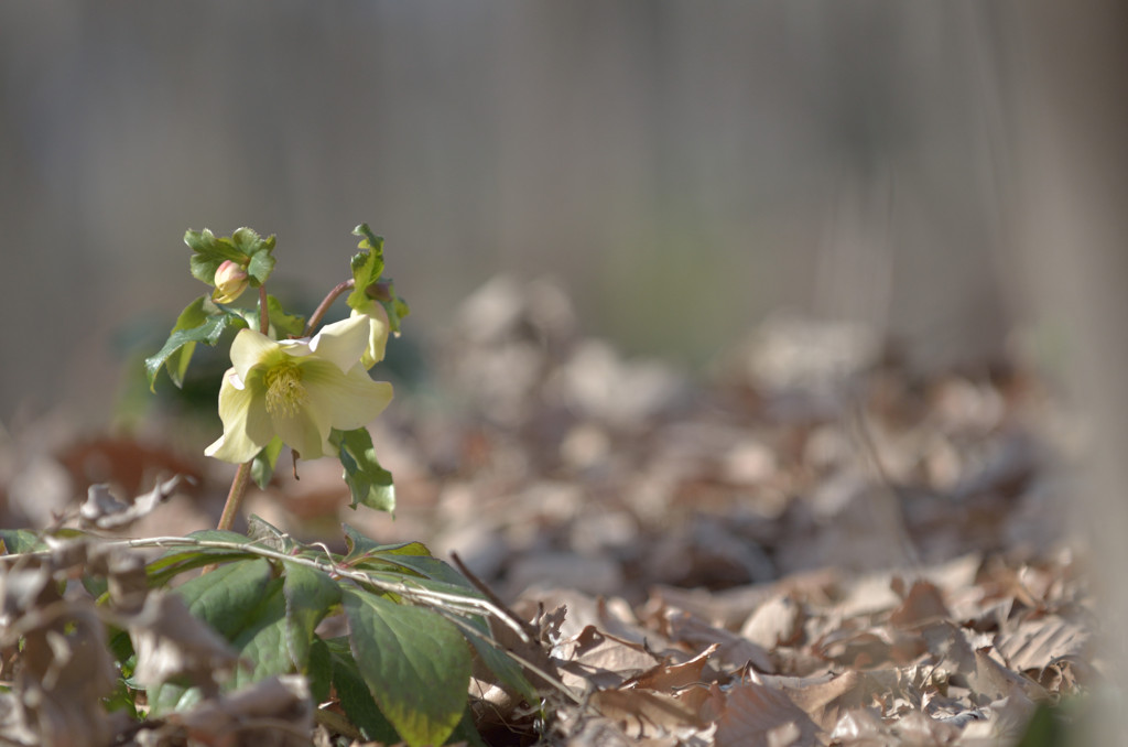 The flower which blooms modestly