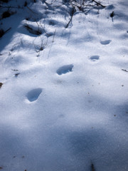 Little Footprint