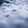 Little Footprint