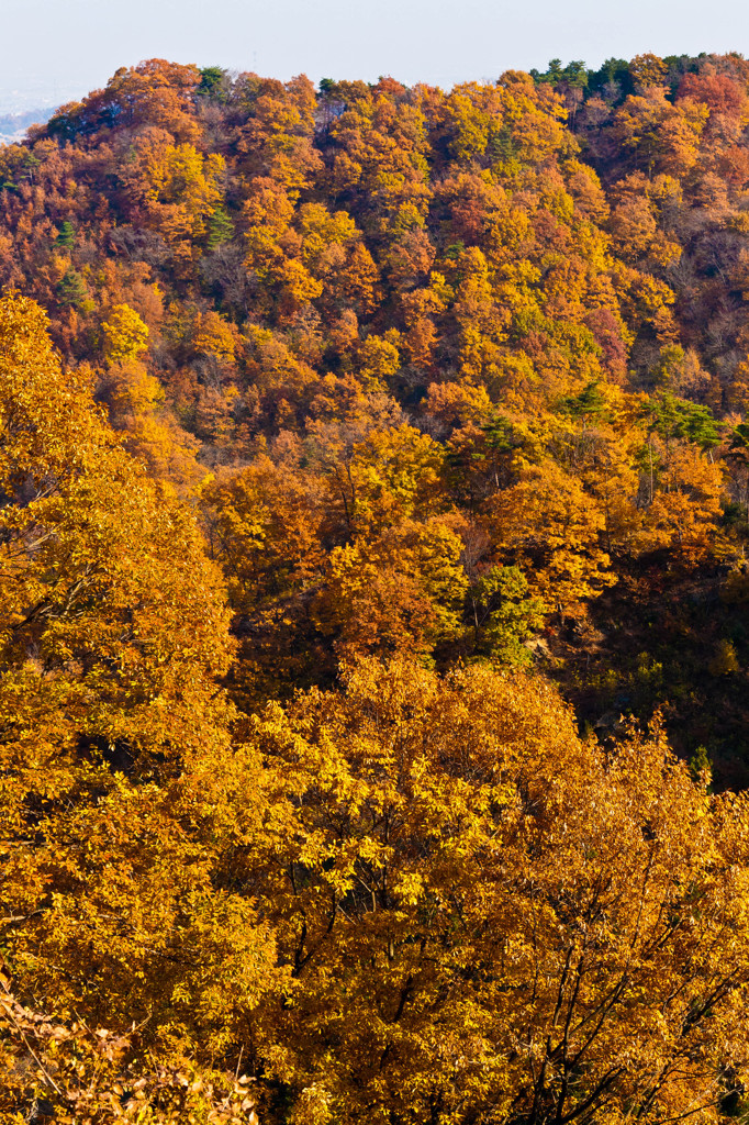 Burning Forest