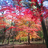 autumn colors　Ⅱ
