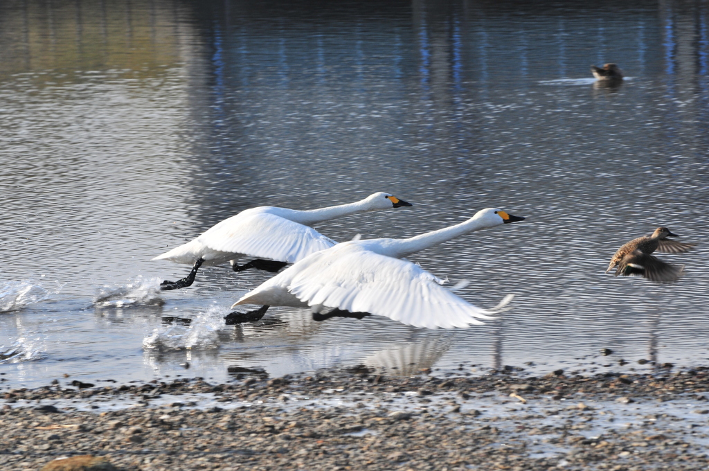 SWAN
