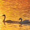 SWAN