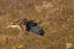 コミミズクの翼