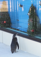 メリークリスマス（＾＾）