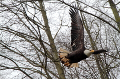 Bald eagle