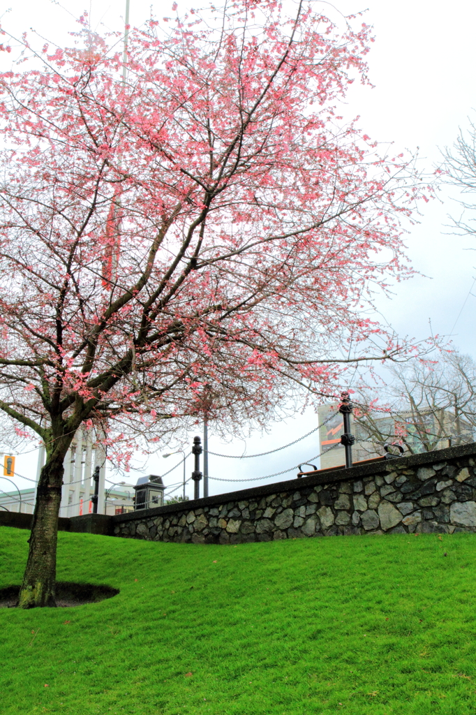 Cherry blossom：桜