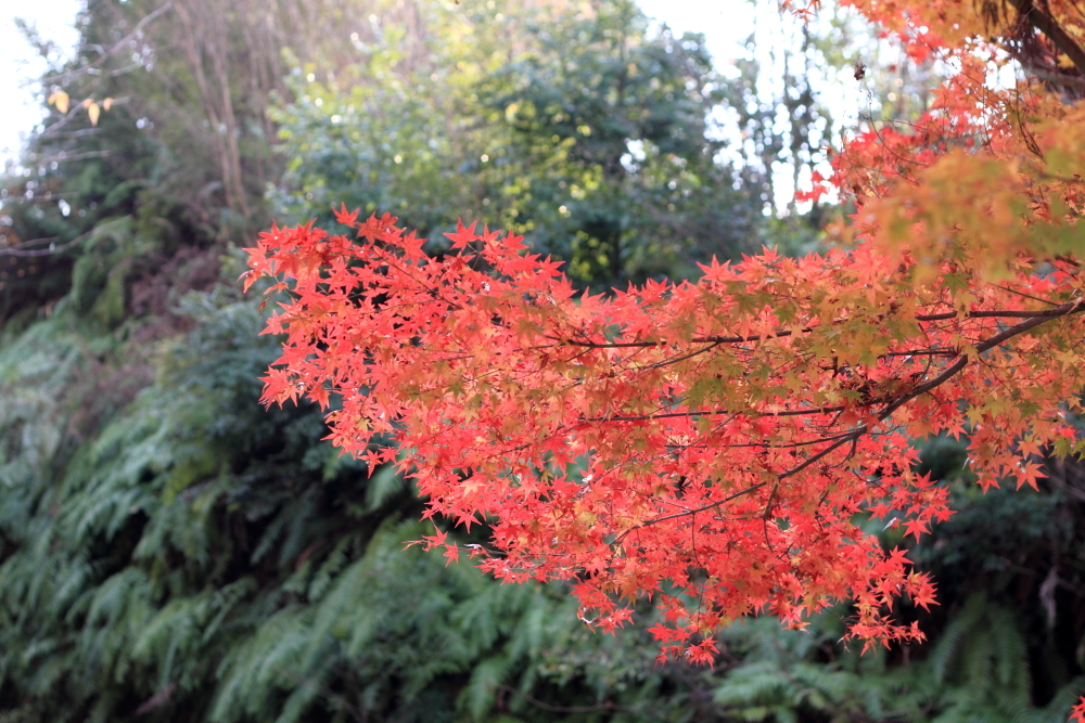 紅　清水寺