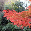 紅　清水寺