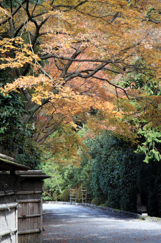 竜安寺　小道