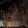 仙台　定禅寺通り　冬　（復興の灯り）