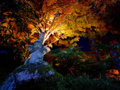 秋夜を彩る