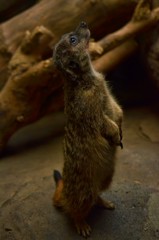 見張り中@東武動物公園