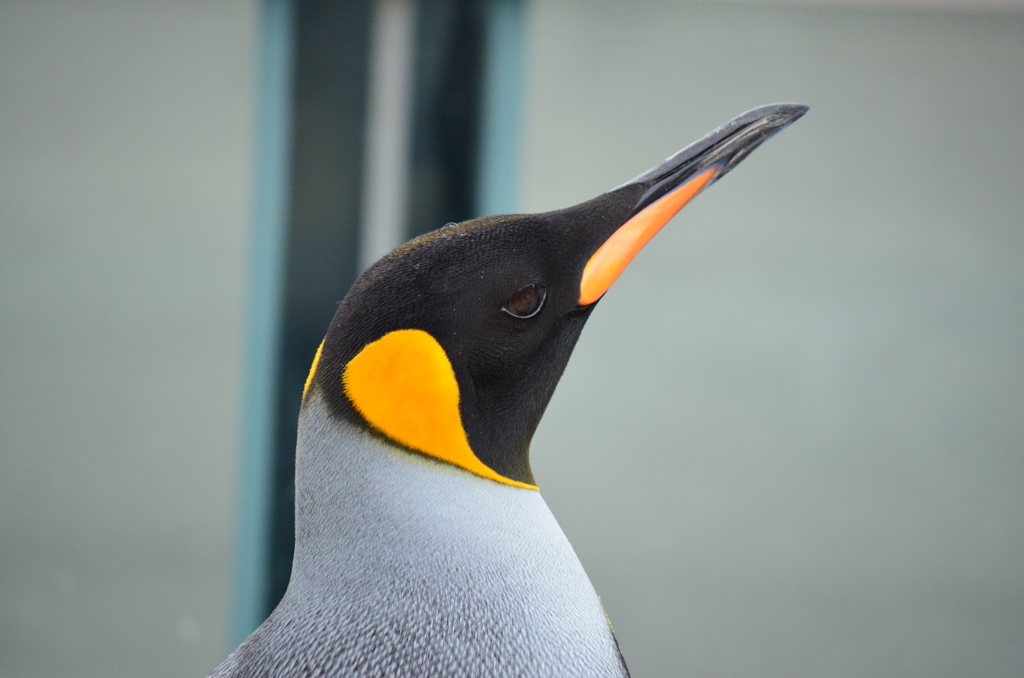 ペンギン@東武動物公園