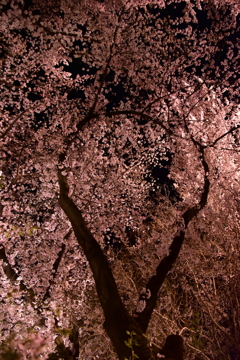 観音山の桜１