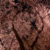 観音山の桜１