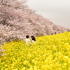 桜と菜の花2@熊谷