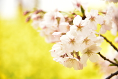 桜と菜の花@熊谷