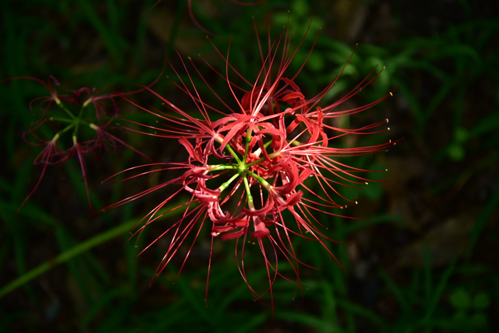 花火(彼岸花4)