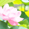 蓮3