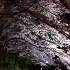 観音山の桜２
