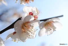 20160227 SPRING 022