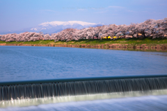 蔵王連峰と白石川堤一目千本桜