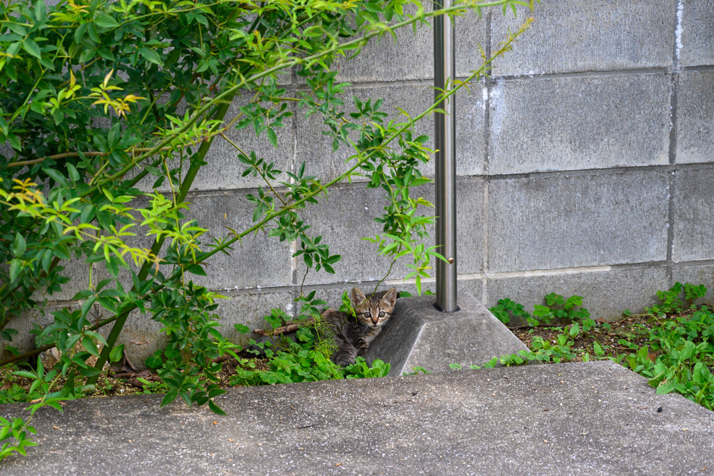 塀から落ちた