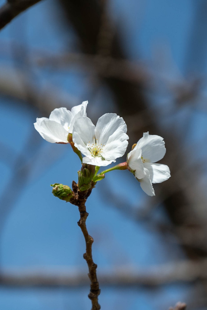 牛深の桜