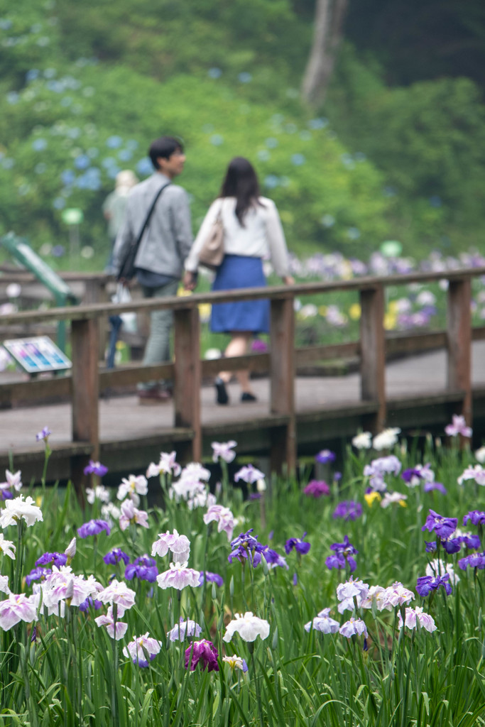 菖蒲園