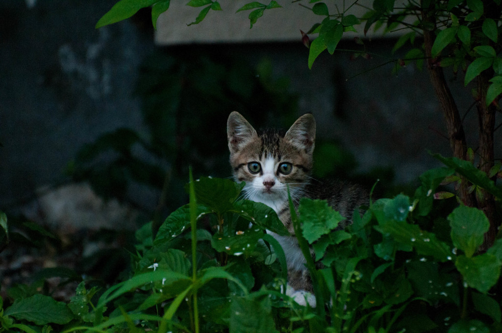 子猫