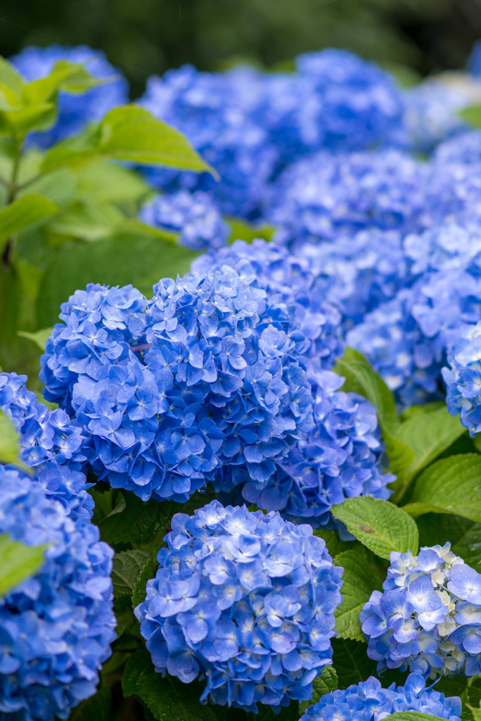 紫陽花