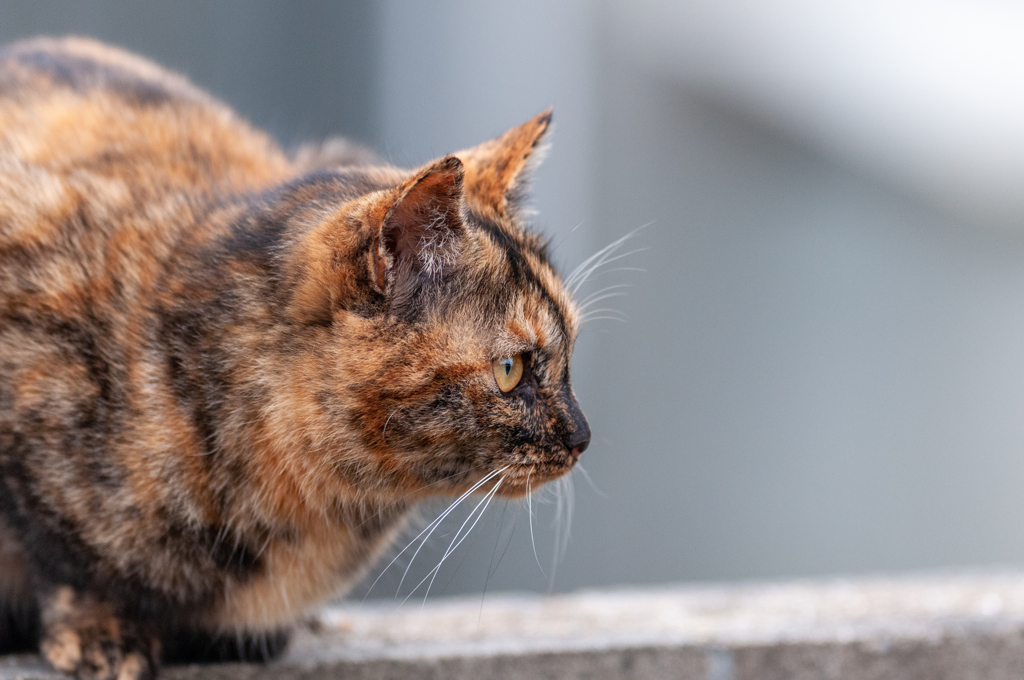 近所の野良猫