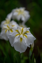 肥後花菖蒲