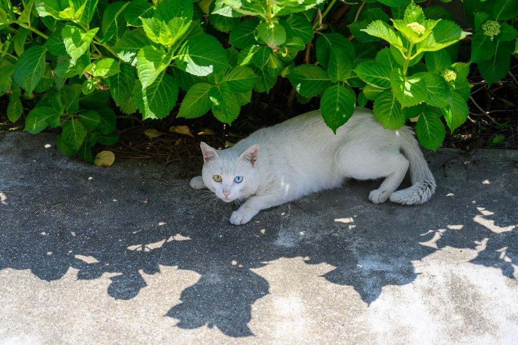 野良猫