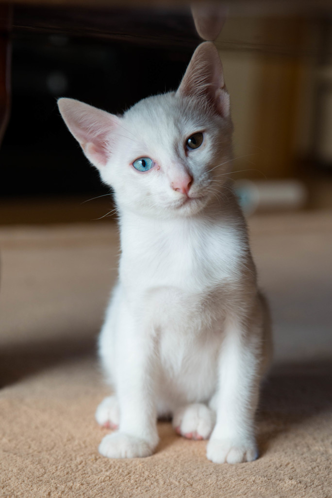 子猫のしろ