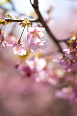 十万山の河津桜