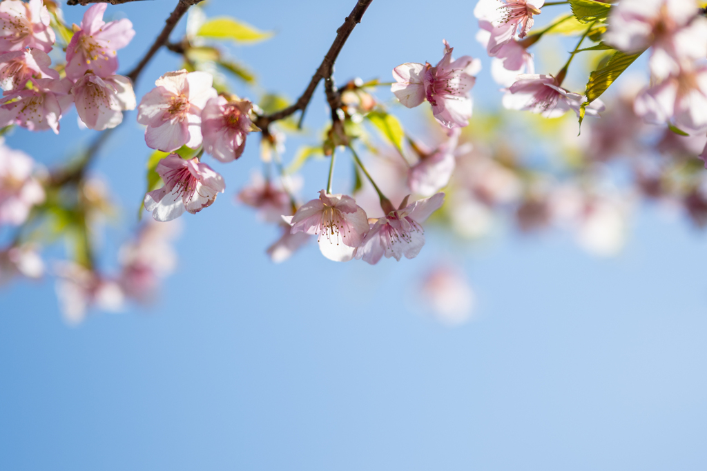 十万山の河津桜