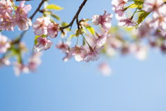 十万山の河津桜