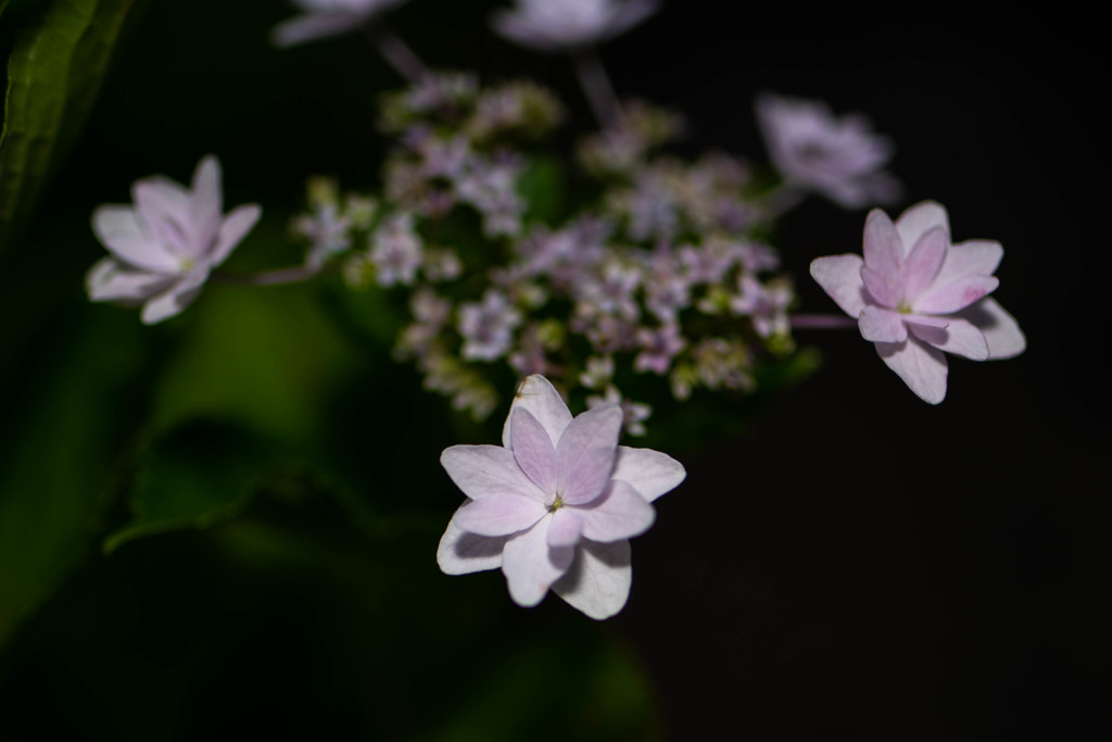 タムロンF012で撮った額紫陽花