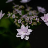 タムロンF012で撮った額紫陽花