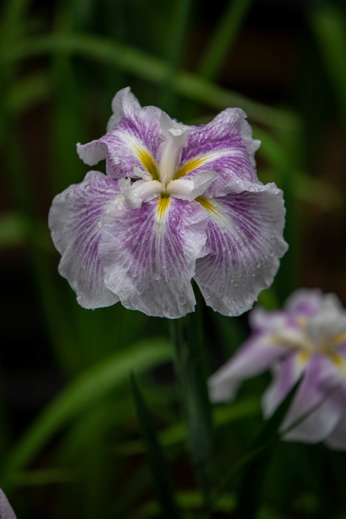 肥後花菖蒲