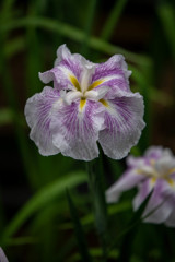 肥後花菖蒲